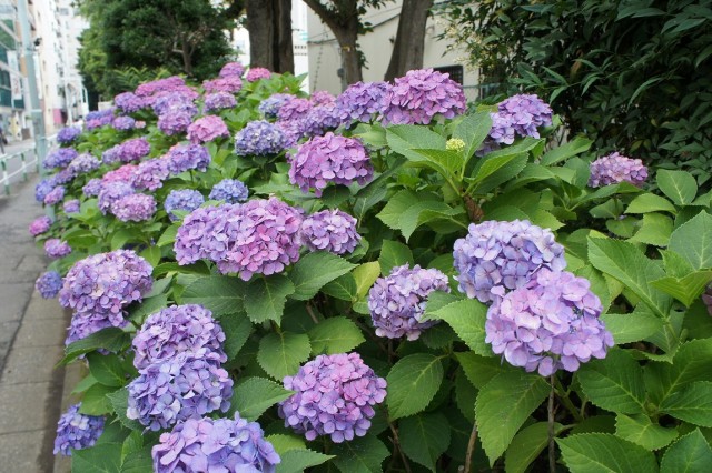 「紫陽花」アジサイ（Ｈ２５・６・２２）1