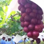 「⚪︎⚪︎の秋」といえば？ スポーツで健康的な生活を送ろう🏃‍♂️